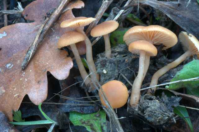 Tubaria hiemalis var. hiemalis